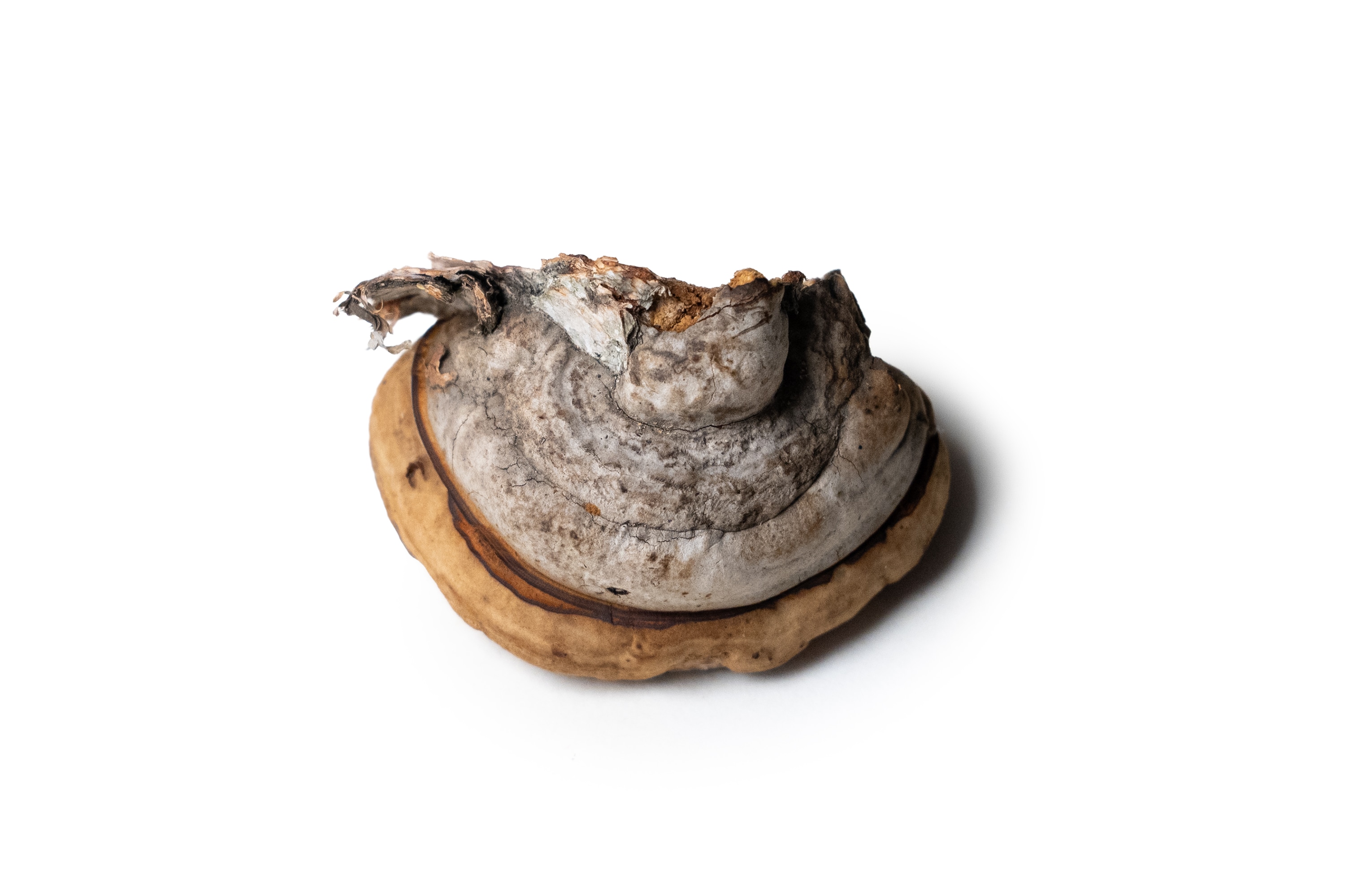 Ring Box (top)